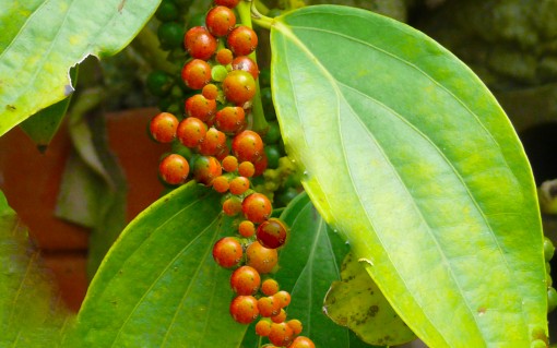 Aus Kambodscha Echter Roter Pfeffer